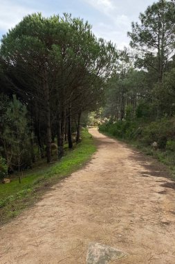 Castelldefels ormanlarında yol, Valencia, İspanya
