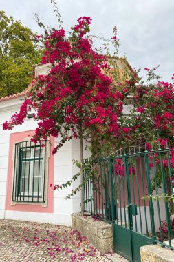 Bougainvillea çiçekleri eski bir evin duvarında