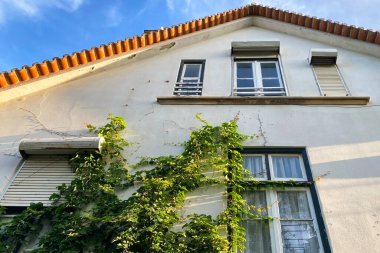 Duvarında yeşil sarmaşık ve mavi gökyüzü arkaplanı olan ev..