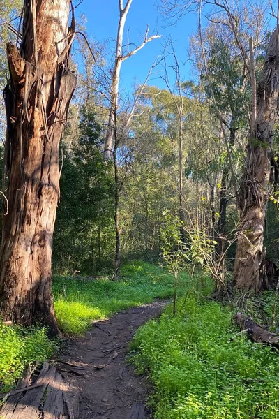 Rural trail in the eucalyptus forest in Australia