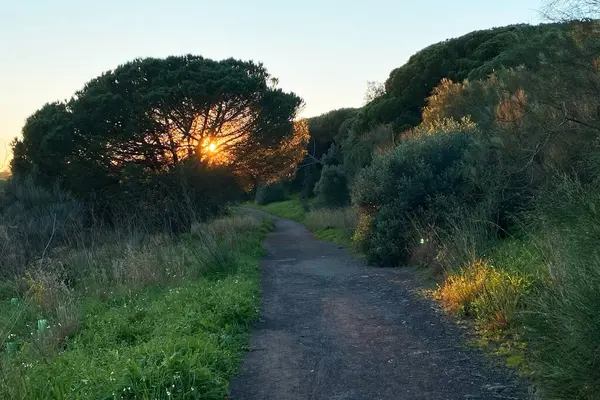 Sunset over a path in the countryside with trees in the foreground