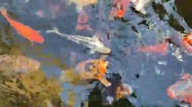 Süslü Koi balığı ya da balık havuzunda yüzen süslü sazan balığı. Rahatlamak için popüler hayvanlar ve feng shui anlamı