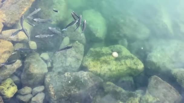 Ikan Air Laut — Stok Video