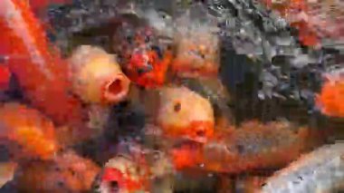 Açık havuzda canlı koi balığı, gösterişli altın, kırmızı, turuncu, siyah ve sarı renkler 