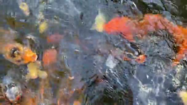 Pesce Koi Fantasia Carpa Fantasia Nuotare Uno Stagno Pesci Animali — Video Stock