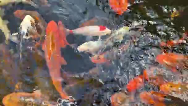 Żywa Ryba Koi Stawie Odkrytym Złotymi Czerwonymi Pomarańczowymi Czarnymi Żółtymi — Wideo stockowe