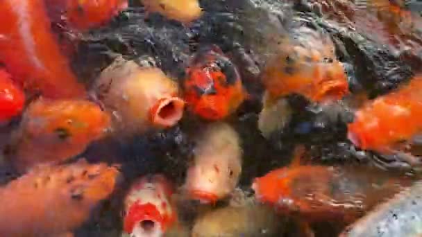 奇形怪状的鱼或奇形怪状的鲤鱼在一个鱼塘里游泳 受欢迎的放松宠物和风水的意思 — 图库视频影像