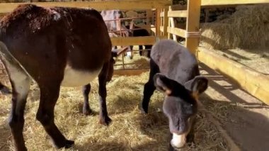 Çayırdaki şirin eşek.