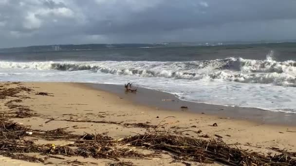 Boş Bir Kumlu Plaj Atlantik Okyanusu Sahili Deniz Dalgaları Güzel — Stok video
