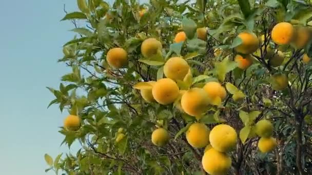 Pomarańcze Rosnące Drzewie Ogrodzie Walencji Hiszpania — Wideo stockowe
