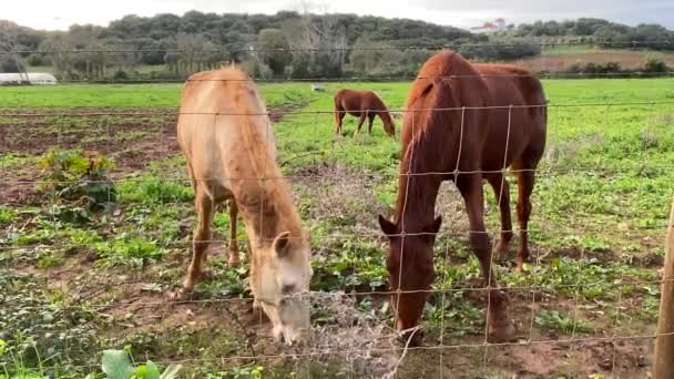 Koně Volně Pasou Poli Jedí Trávu — Stock video