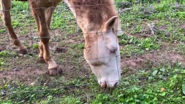 Cavalos Pastam Livremente Campo Comem Grama — Vídeo de Stock