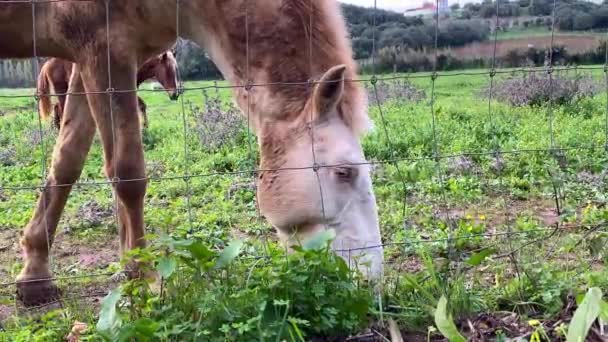 Ένα Άλογο Βόσκει Ελεύθερα Ένα Χωράφι Και Τρώει Γρασίδι — Αρχείο Βίντεο