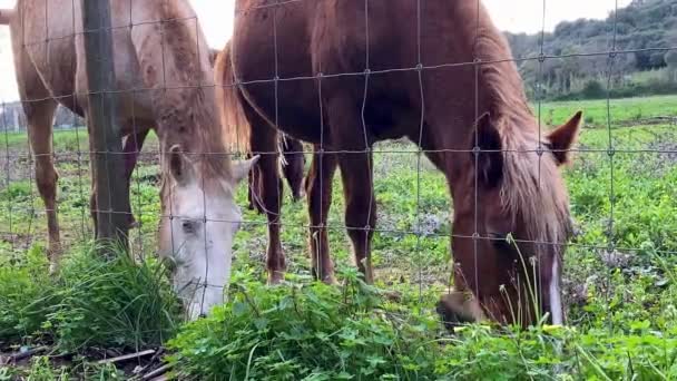 马在田里尽情地吃草 — 图库视频影像