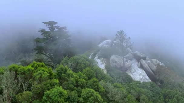 Βουνά Και Δέντρα Πυκνή Ομίχλη — Αρχείο Βίντεο