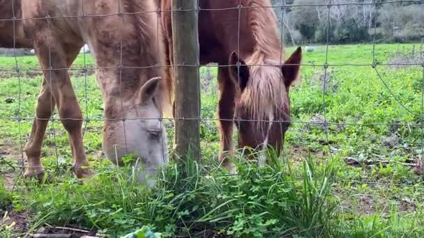 Horses Grazes Freely Field Eats Grass — Stock Video