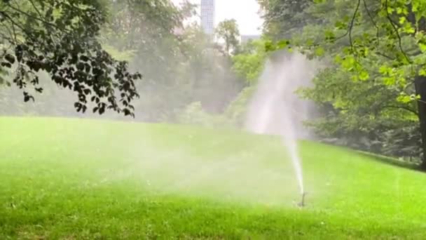 Automatische Lawn Sprinkler Besprenkelt Water Het Groene Gazon — Stockvideo