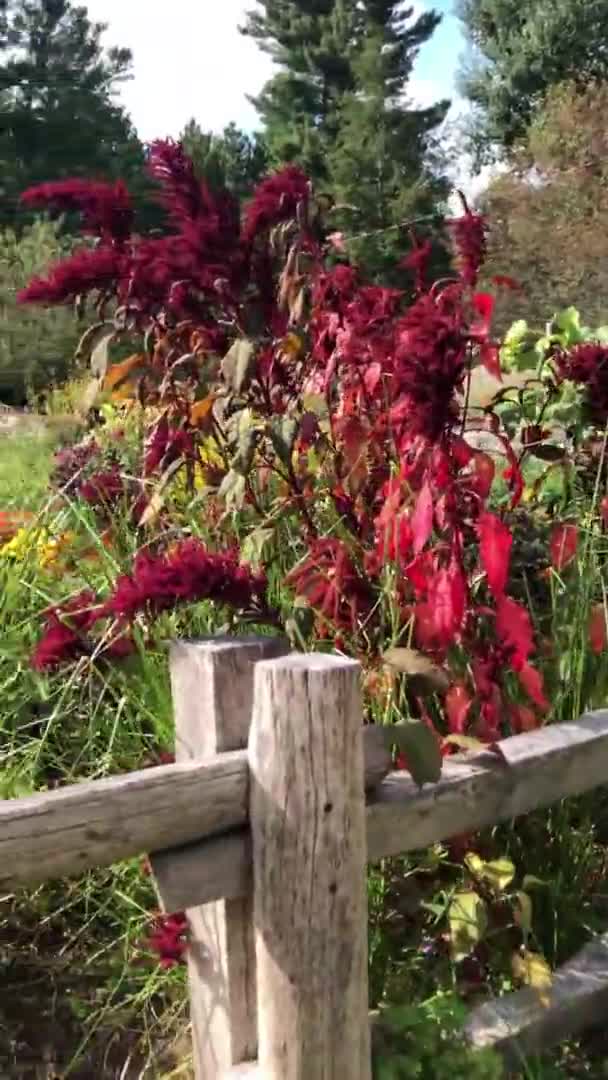 Pelouse Verte Colorée Jardin Fleuri Dans Banlieue New York — Video