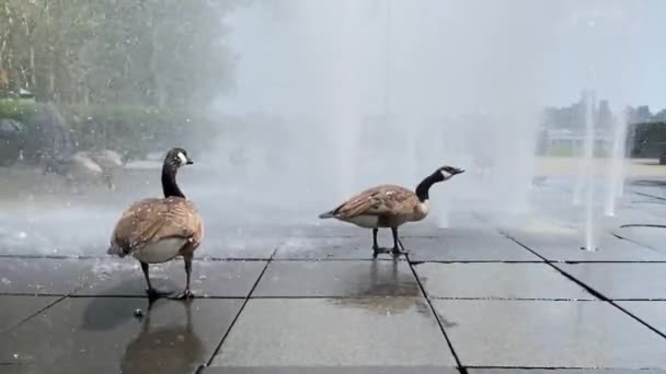 Canadian Geese Fountain New York Park — Stock Video