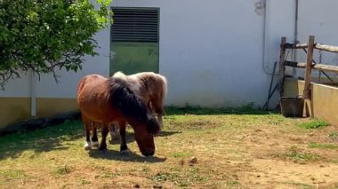 İki midilli bir çayırda otluyor.