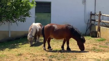 İki midilli bir çayırda otluyor.