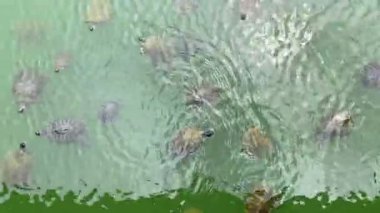 Su kaplumbağaları New York 'taki Central Park gölünde yüzerler.