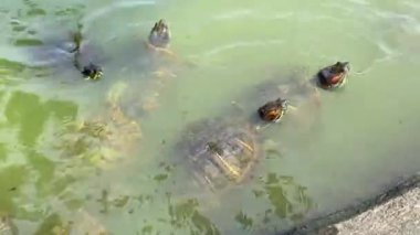 Su kaplumbağaları New York 'taki Central Park gölünde yüzerler.