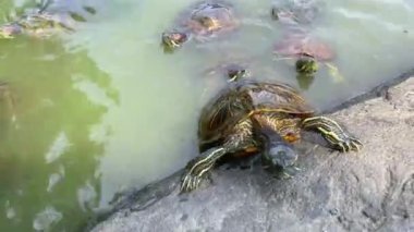Su kaplumbağaları New York 'taki Central Park gölünde yüzerler.