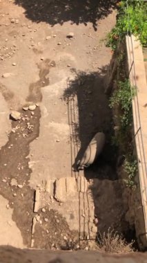 Doğada bir otlakta büyük domuzlar