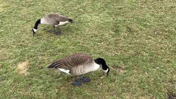 New York Parkında Kanada Kazları — Stok video