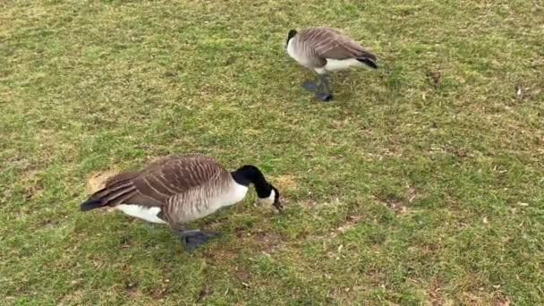 Canadian Geese New York Park — Stock Video