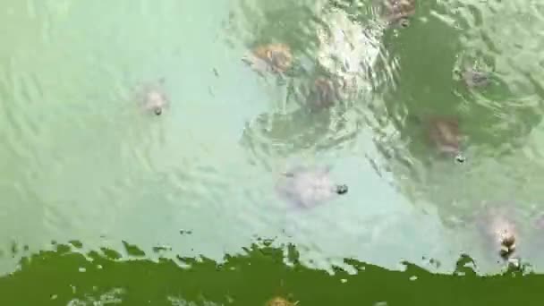 Vattensköldpaddor Simmar Dammen Central Park New York — Stockvideo