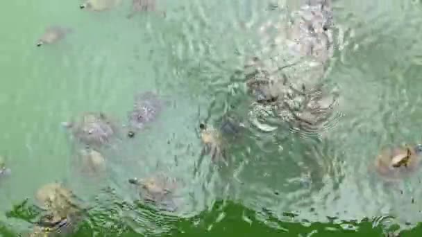 Kaplumbağaları New York Taki Central Park Gölünde Yüzerler — Stok video