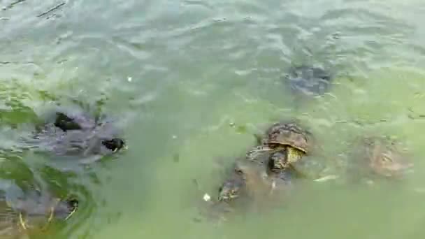 Water Turtles Swim Pond Central Park New York — Stock Video