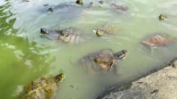 水龟在纽约中央公园的池塘里游泳 — 图库视频影像