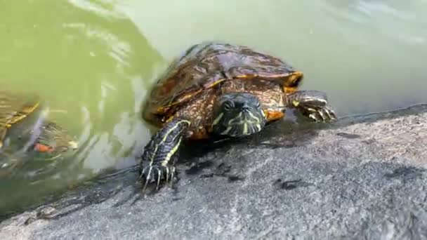 Kaplumbağaları New York Taki Central Park Gölünde Yüzerler — Stok video