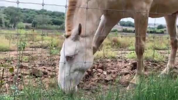 Pâturage de chevaux dans le champ
