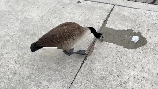 Canadian Geese New York Park — Stock Video