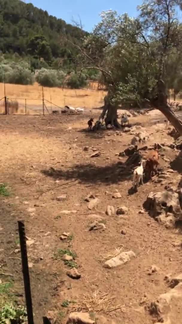 Cute Goats Paddock — Stock Video
