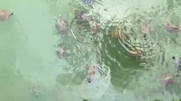 水龟在纽约中央公园的池塘里游泳 — 图库视频影像