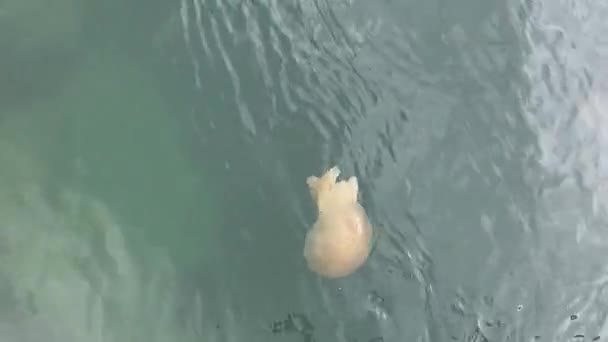 Medusas Peixes Água Oceano Atlântico — Vídeo de Stock