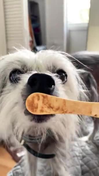 Kinesisk Crested Hund Slickar Glass Pinne Sällskapsdjur Vänliga Hotell Hårlös — Stockvideo