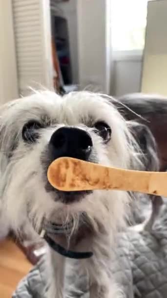 Chiński Pies Czubaty Liże Kij Lodowy Hotel Przyjazny Dla Zwierząt — Wideo stockowe