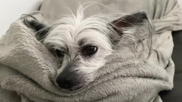 Chiński Pies Czubaty Leży Kanapie Przyjazny Dla Zwierząt Domowych Hotel — Wideo stockowe