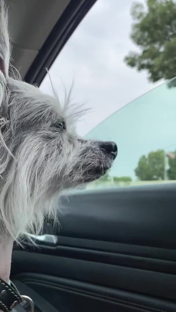 Китайський Клятий Собака Занепокоєний Чекаючи Власника Машині Маленький Собака Шукає — стокове відео