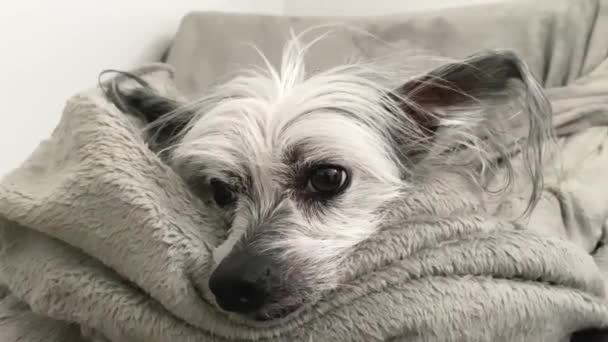 Chiński Pies Czubaty Leży Kanapie Przyjazny Dla Zwierząt Domowych Hotel — Wideo stockowe