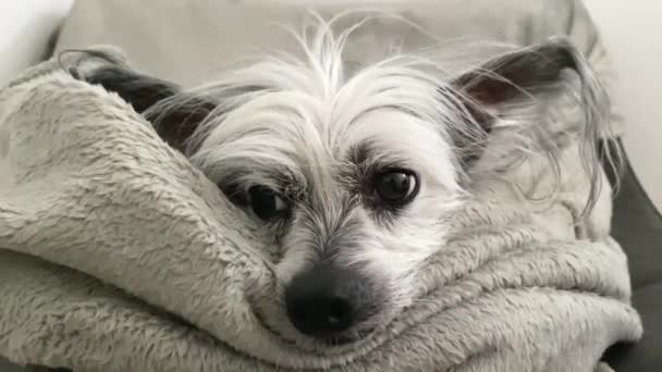 Chinese Crested Dog Lies Couch Pet Friendly Hotel Hairless Dog — Stock Video