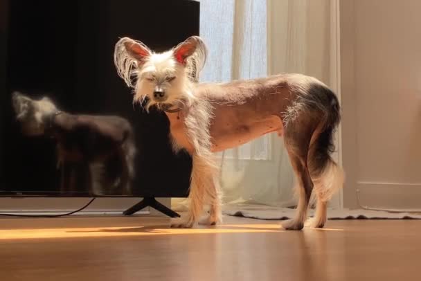 Chiński Pies Czubaty Hotel Przyjazny Zwierzętom Pies Bez Włosów Egzotyczny — Wideo stockowe