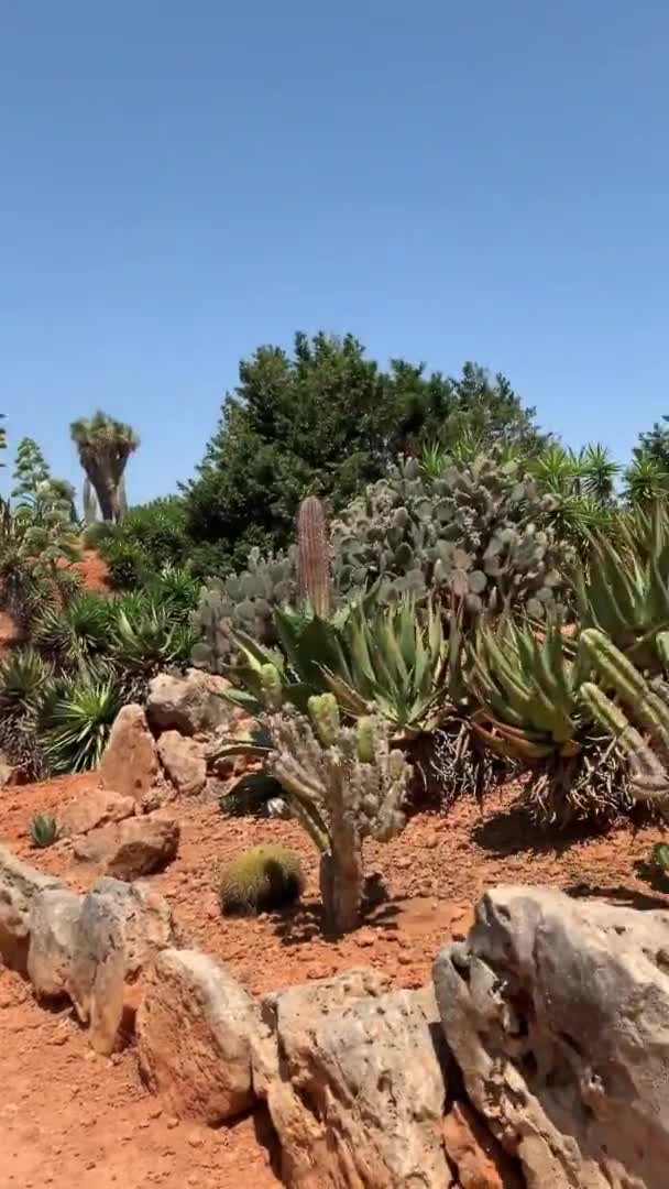 Cacti Тлі Пустелі Пейзаж Дикої Природи — стокове відео