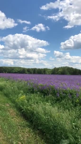 Ett Stort Fält Lavendel Lila Blommor Svajande Vinden Lissabon Portugal — Stockvideo